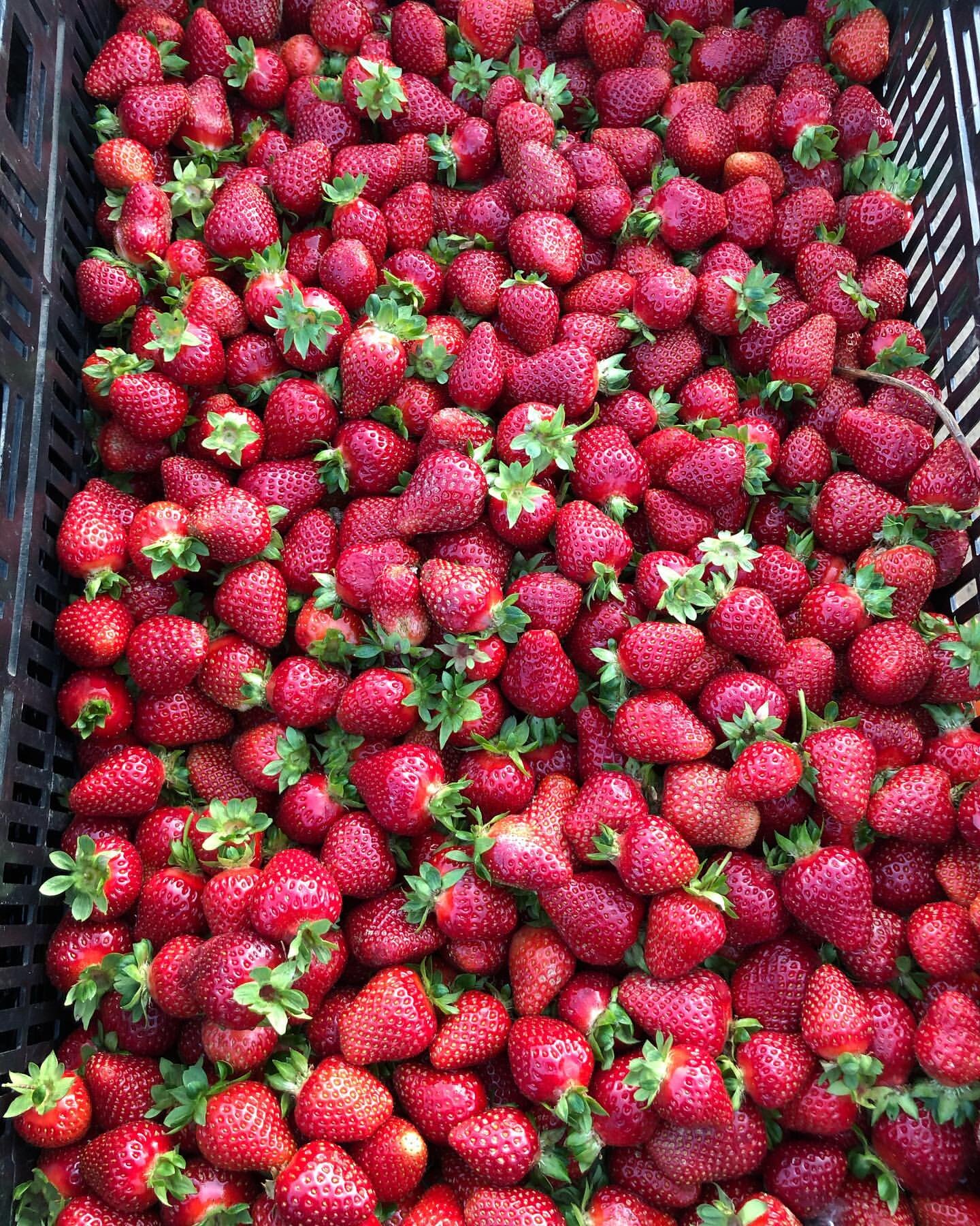 Freshly harvested strawberries piled in a black crate, showcasing their vibrant red color and green leafy tops, ideal for recipes and desserts.