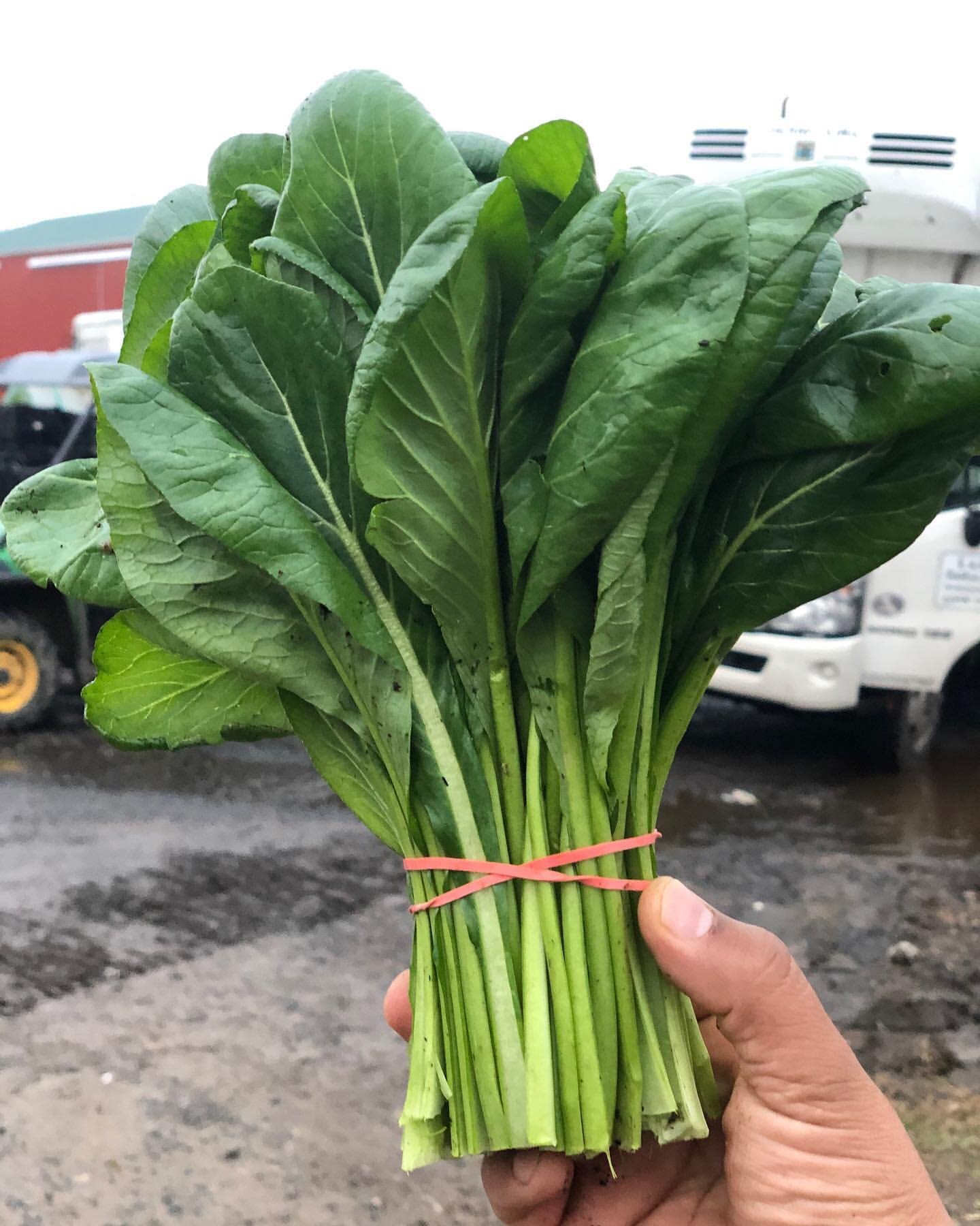 Freshly harvested bunch of leafy greens, showcasing vibrant green color and healthy leaves, held by a hand with a rubber band securing the stems. Background features a farm setting with vehicles and a cloudy sky.