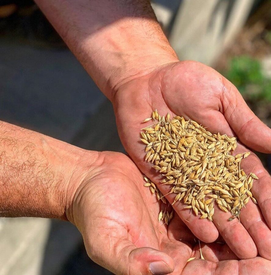 Close-up of two hands holding a pile of golden grains, showcasing the texture and details of the seeds, ideal for agricultural or farming-related content.