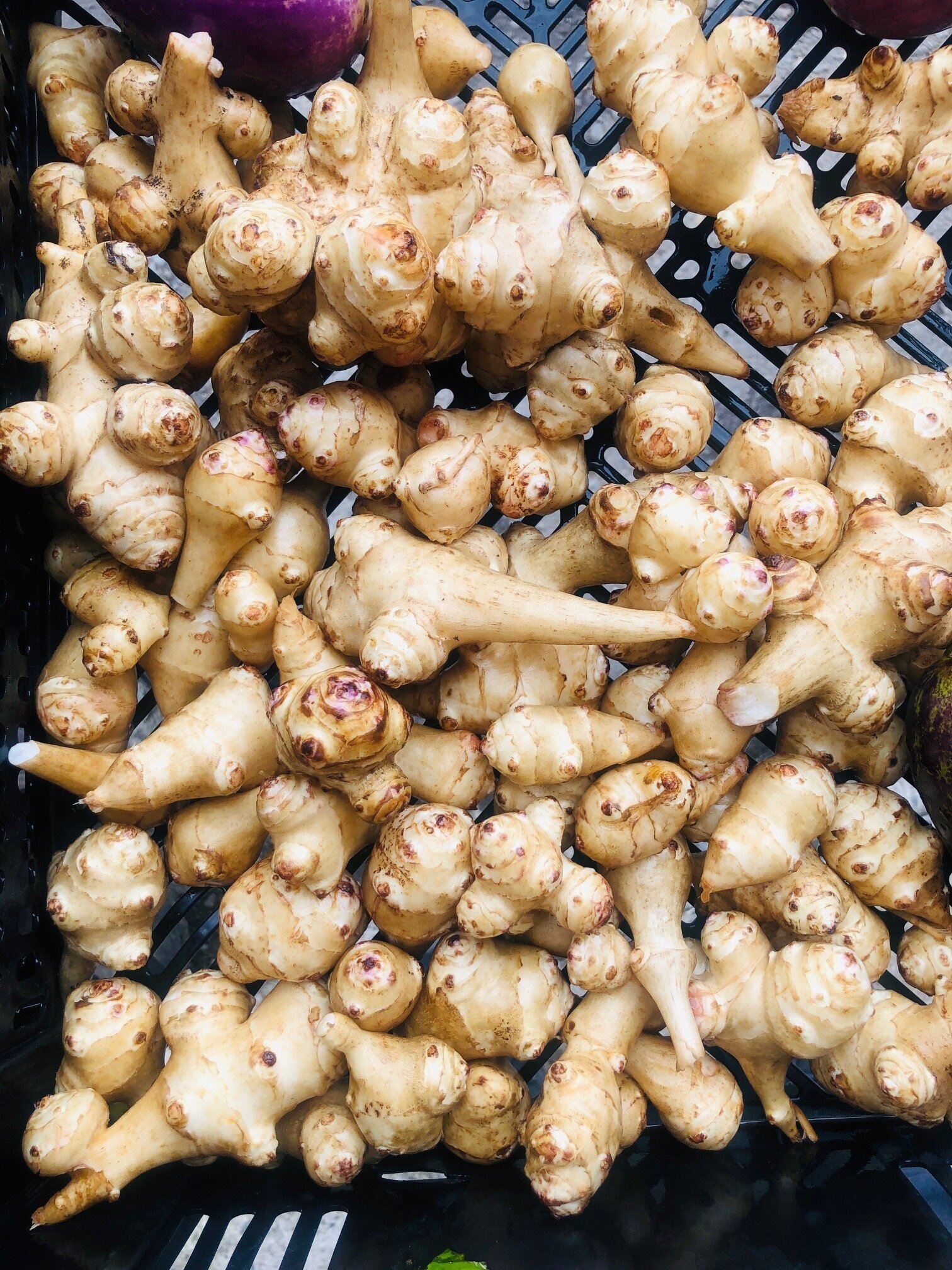 Fresh galangal roots arranged in a black plastic basket, showcasing their unique bulbous shapes and light brown skin, with a hint of purple eggplant in the background. Ideal for culinary uses and traditional medicine.
